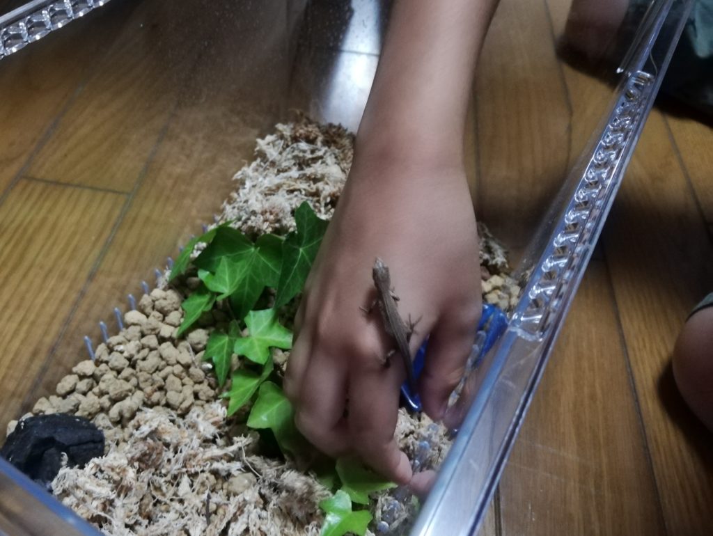 赤ちゃんカナヘビの飼育環境つくり中に、手にのぼってくる赤ちゃんカナヘビ