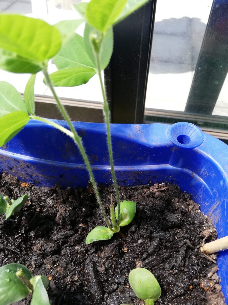 断根と摘心をした枝豆が元気に育っていく